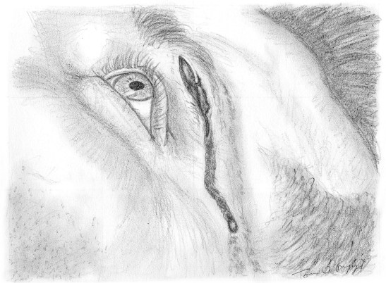 plaie arcade sourciliere