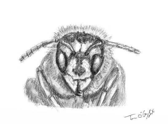 piqures hymenopteres