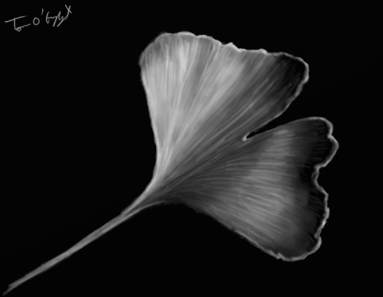 intoxication Ginkgo biloba