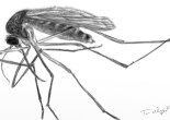 moustique Culex West Nile