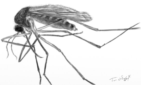moustique Culex West Nile