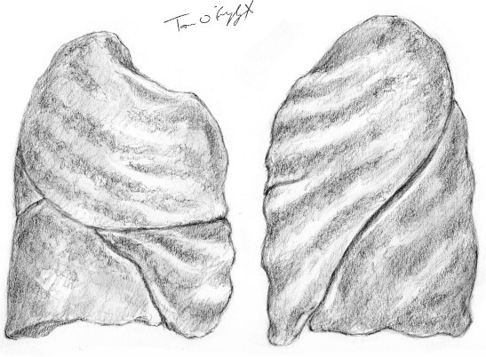 poumons face externe