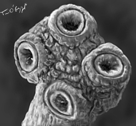 Taenia saginata microscopie