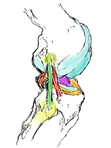 ligament antéro-latéral à la face externe du genou tel que décrit par les équipes orthopédiques belges ayant publié dans Journal of Anatomy