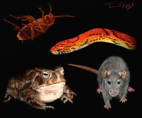 delirium tremens sevrage alcoolique zoopsies