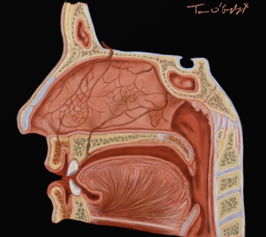 epistaxis fosses nasales