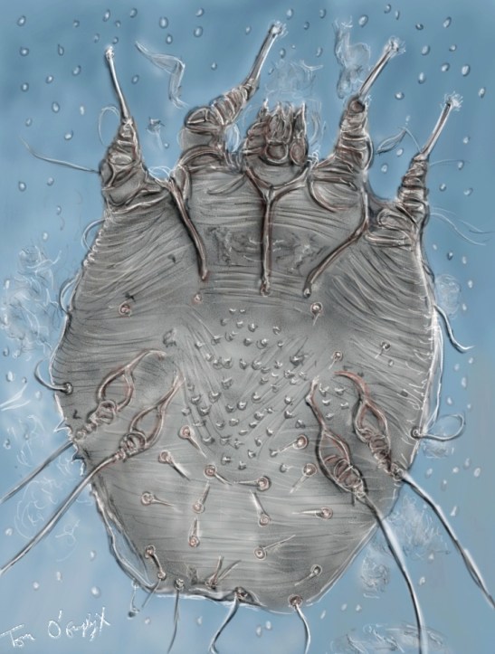 gale sarcoptes scabei