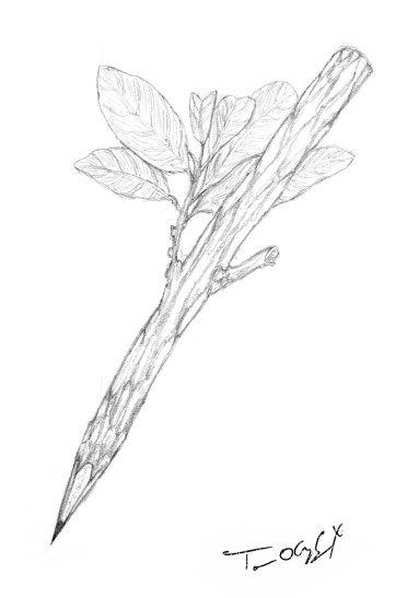crayon de bois arbre
